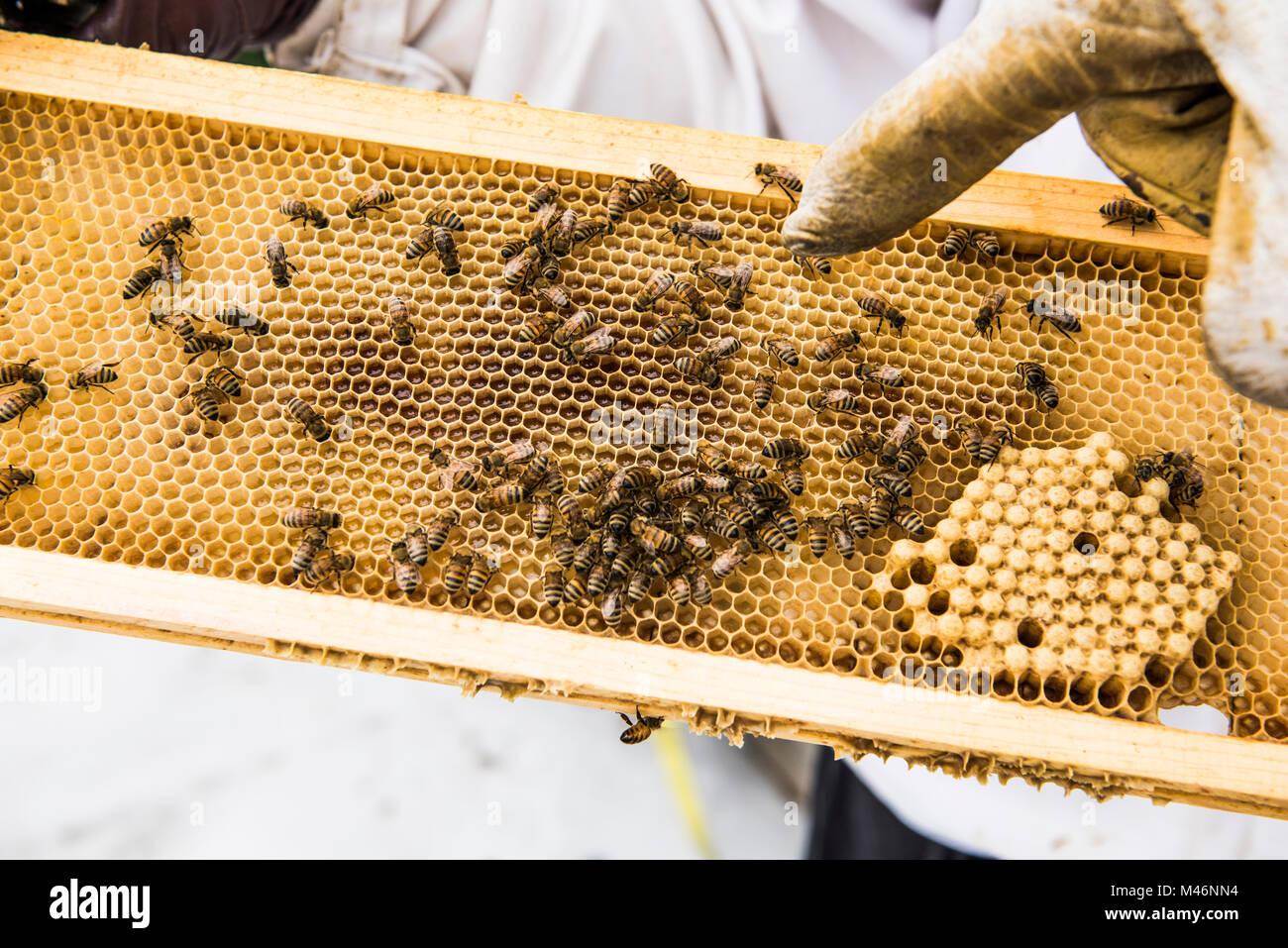 Urban Beekeeper inspecting a hive. Stock Photo