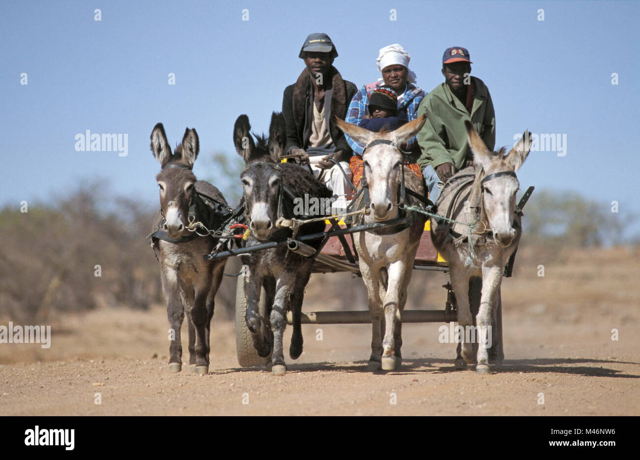 Namibia. Near Swakopmund. Namib Naukluft Park. Kuiseb river. Topnaar tribe. Donkey cart. Stock Photo