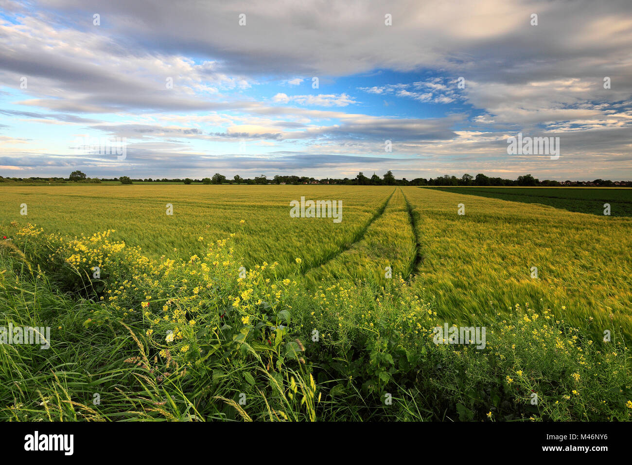 Summer barley crop in a Fenland Field, Wisbech town, Cambridgeshire, England, UK Stock Photo