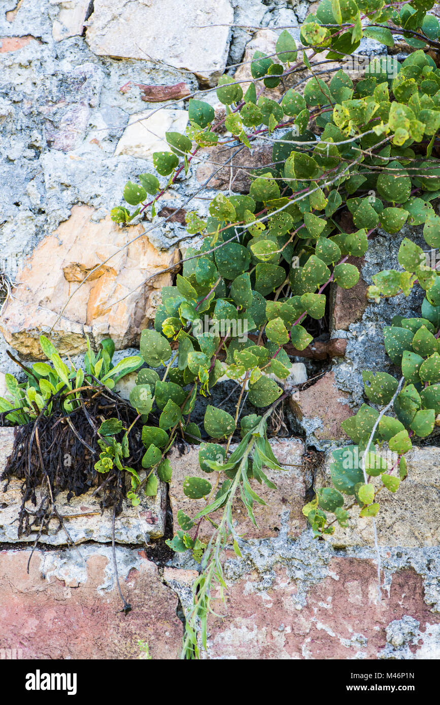 Capers growing out of a stone wall, Tuscany, Italy. Stock Photo