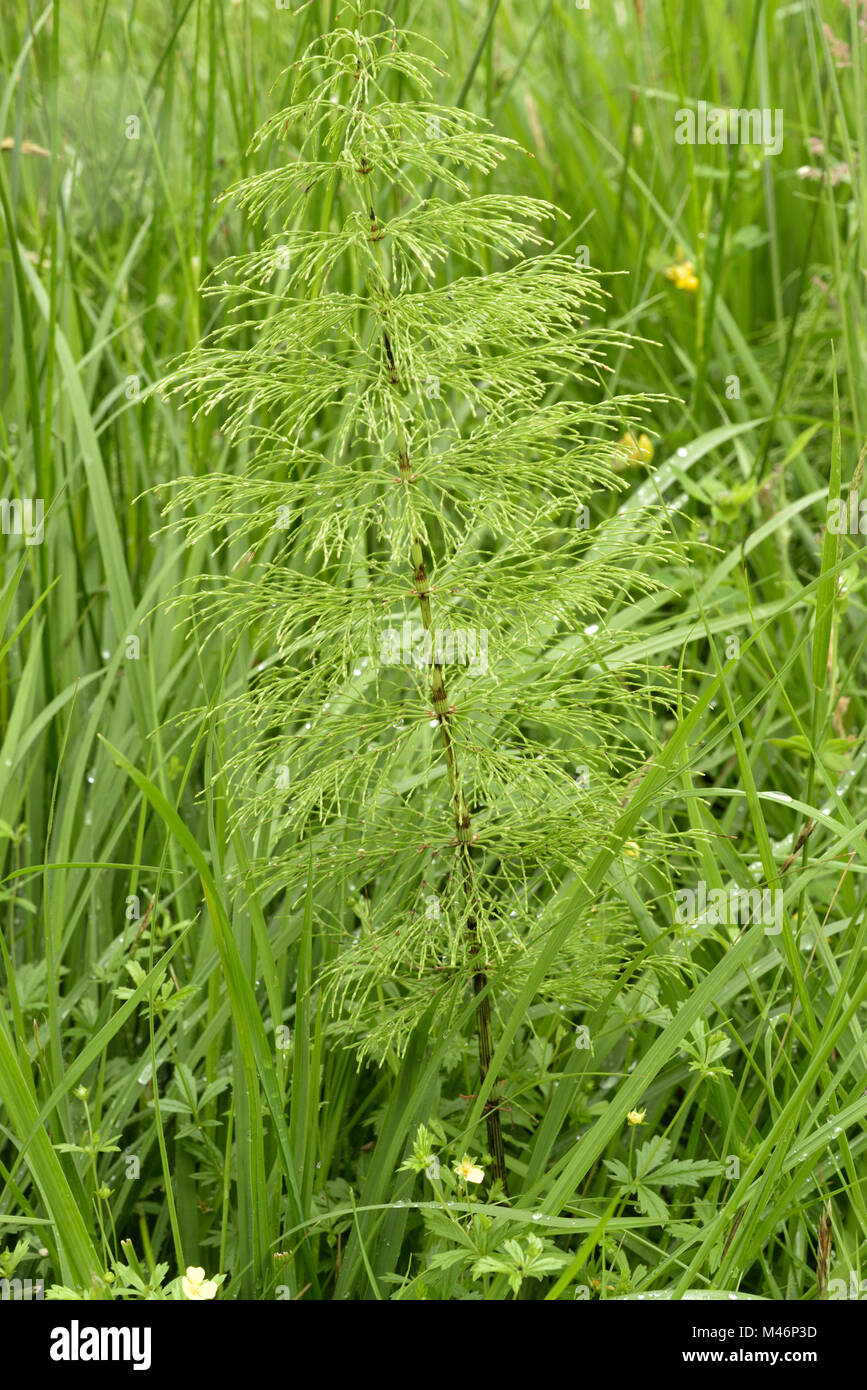 Wood Horsetail, Equisetum sylvaticum Stock Photo