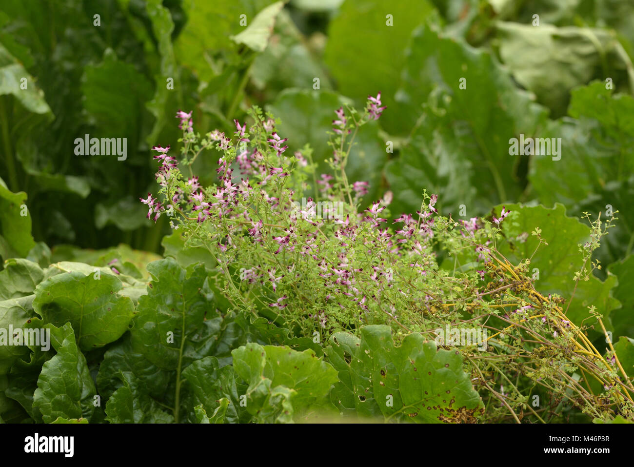 Common Ramping-fumitory, Fumaria muralis Growing in a Beet Field Stock Photo