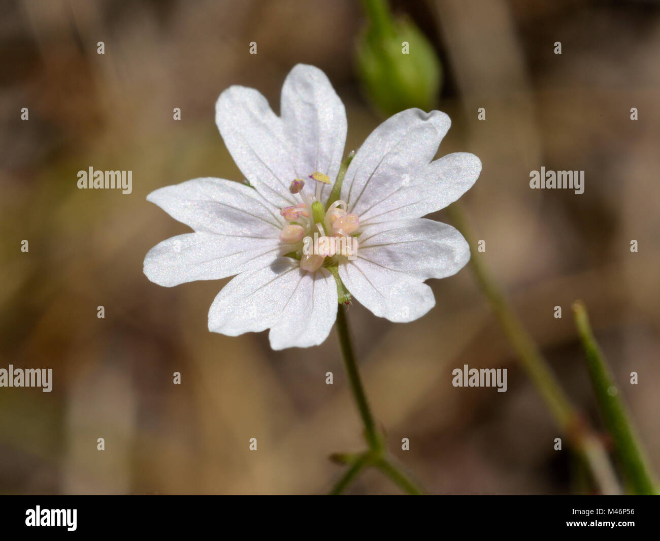 White Form of Dove's-foot Crane's-bill, Geranium molle Stock Photo