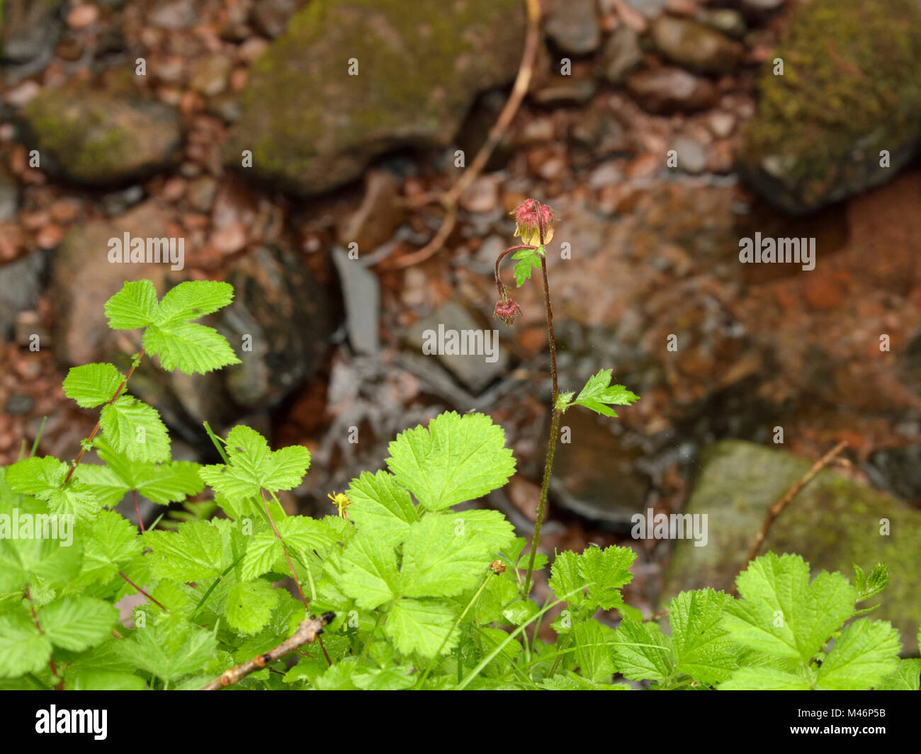 Water Avens, Geum rivale over Water Growing among Meadowsweet Stock Photo