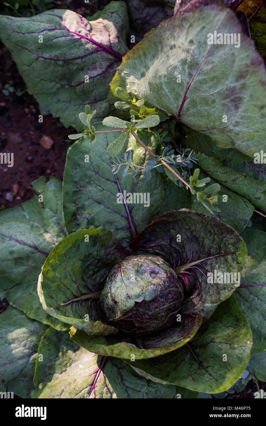 Cabbage, Organic Farm, Tuscany, Italy. Stock Photo
