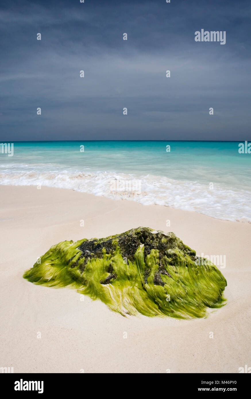 Large rock covered in bright green seaweed on a Caribbean Beach
