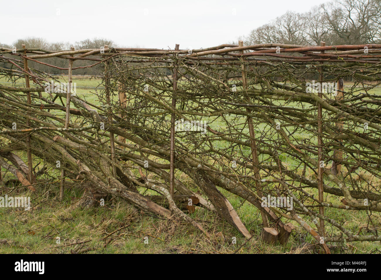 Traditional hedgerow recently laid at Bramshot Farm Country Park near Fleet in Hampshire, UK Stock Photo