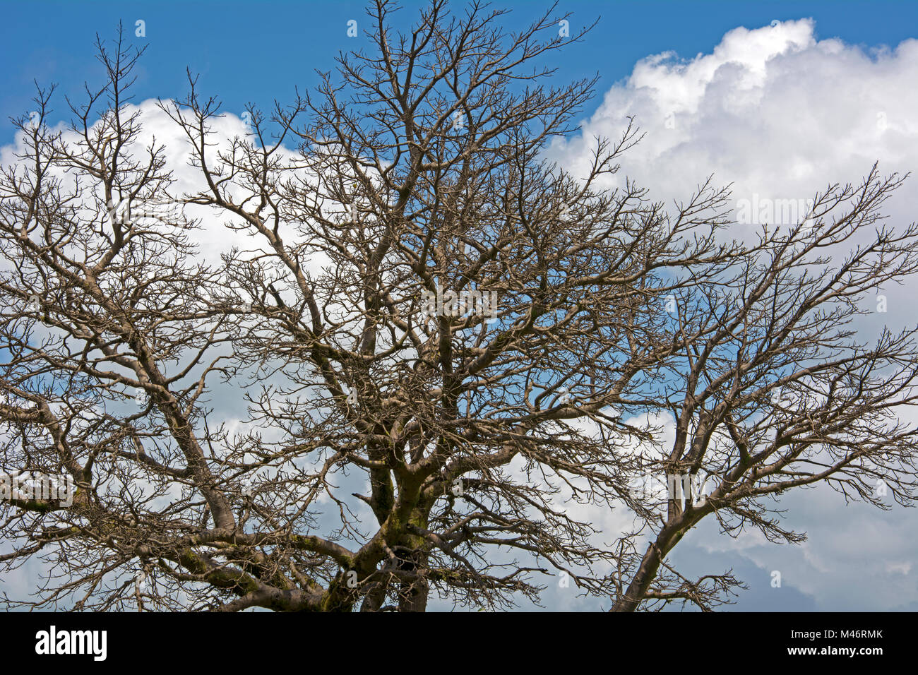 Dormant Deciduous Tree Shrub Stock Photo - Alamy