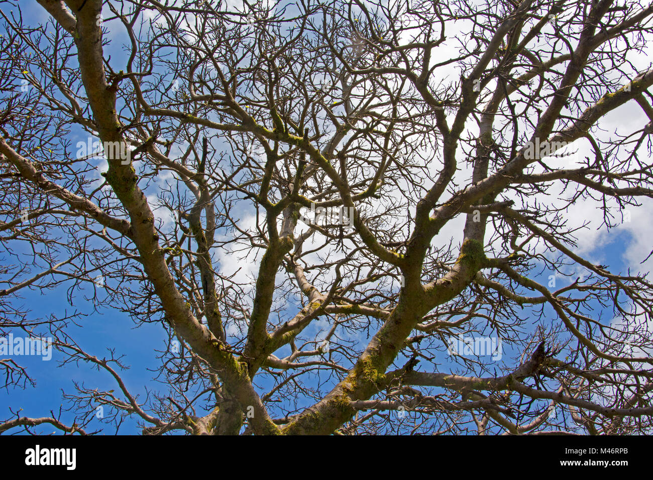 Dormant Deciduous Tree Shrub Stock Photo - Alamy