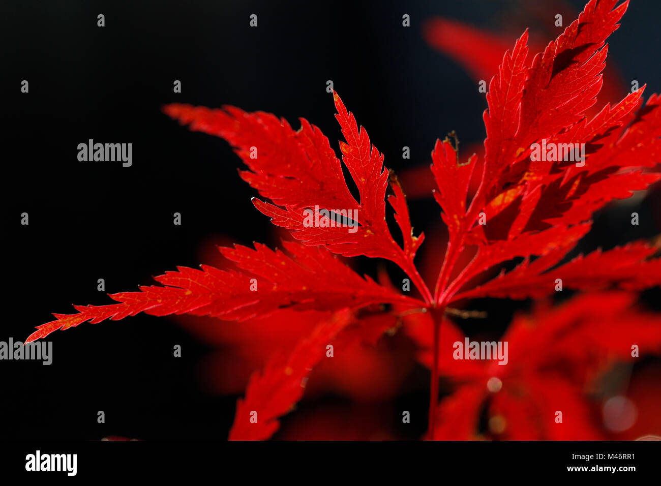 Japanese Maple in Red Autumn Clothes Stock Photo