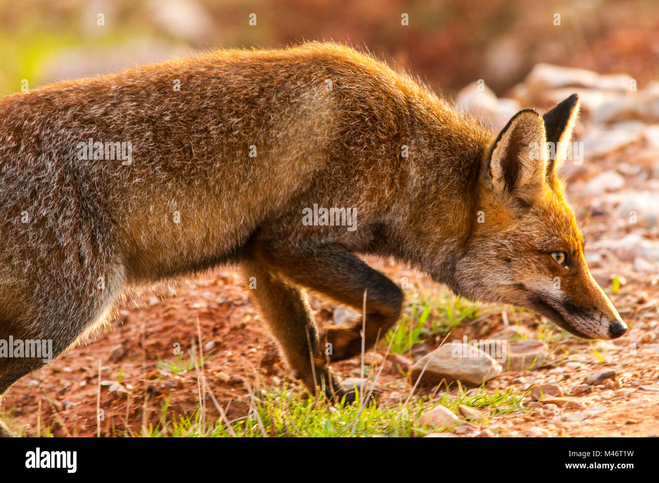 Fox (vulpes vulpes) adult, spanish countryside, southern Stock Photo