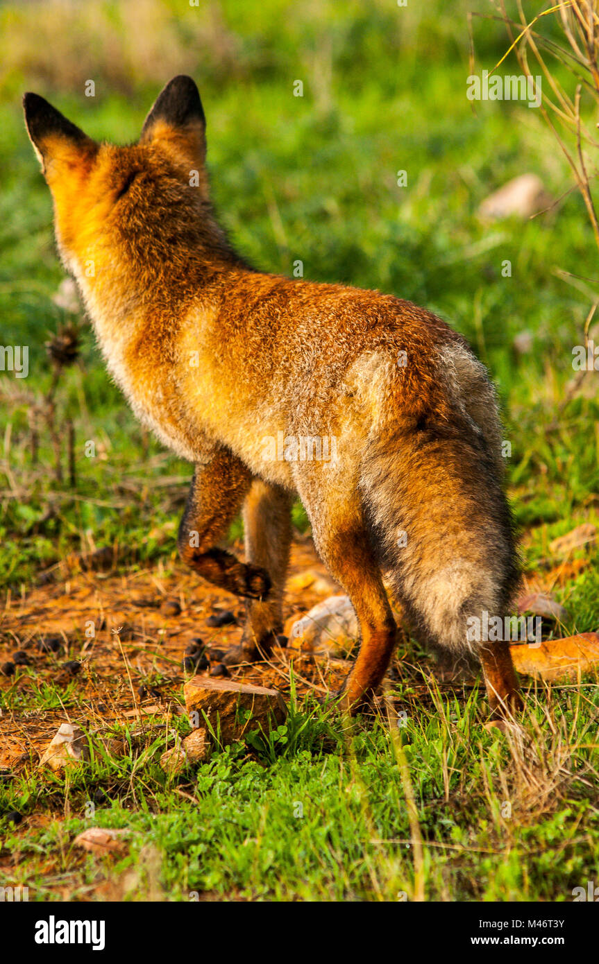 Fox (vulpes vulpes) adult, spanish countryside, southern Stock Photo