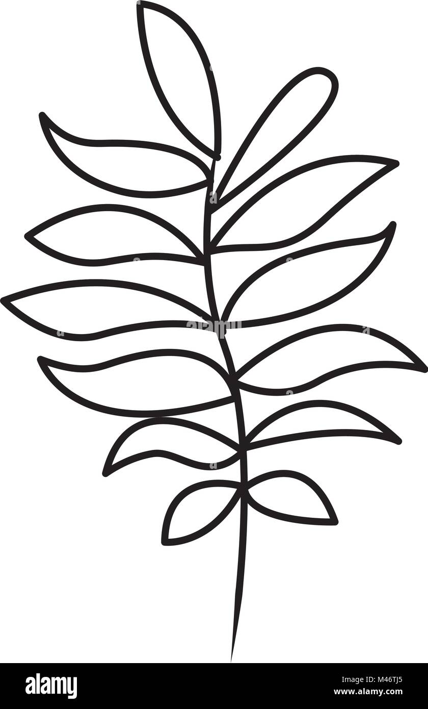 Thin branch tree green Black and White Stock Photos & Images - Alamy