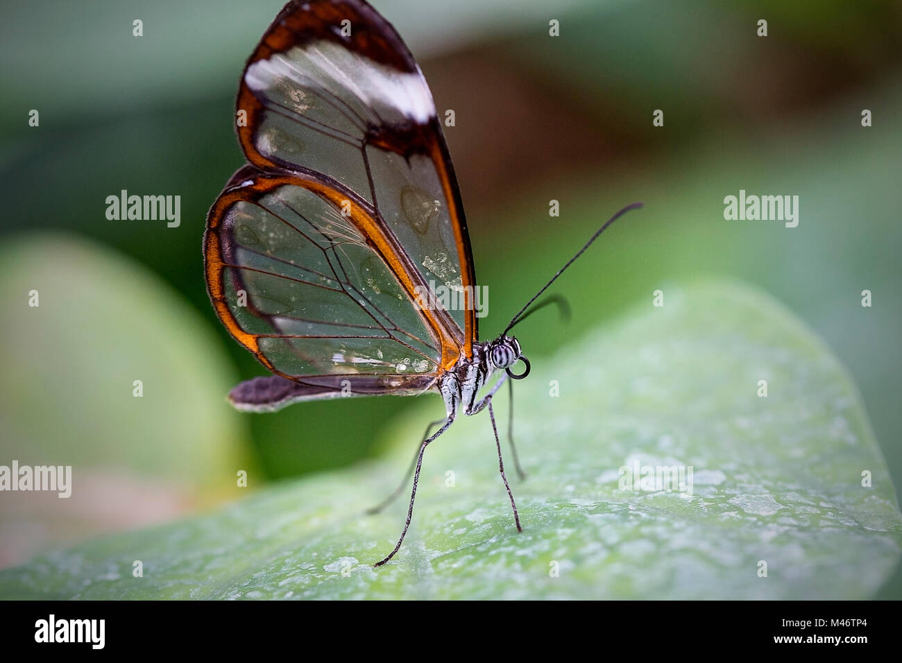 transparent beauty butterfly Stock Photo