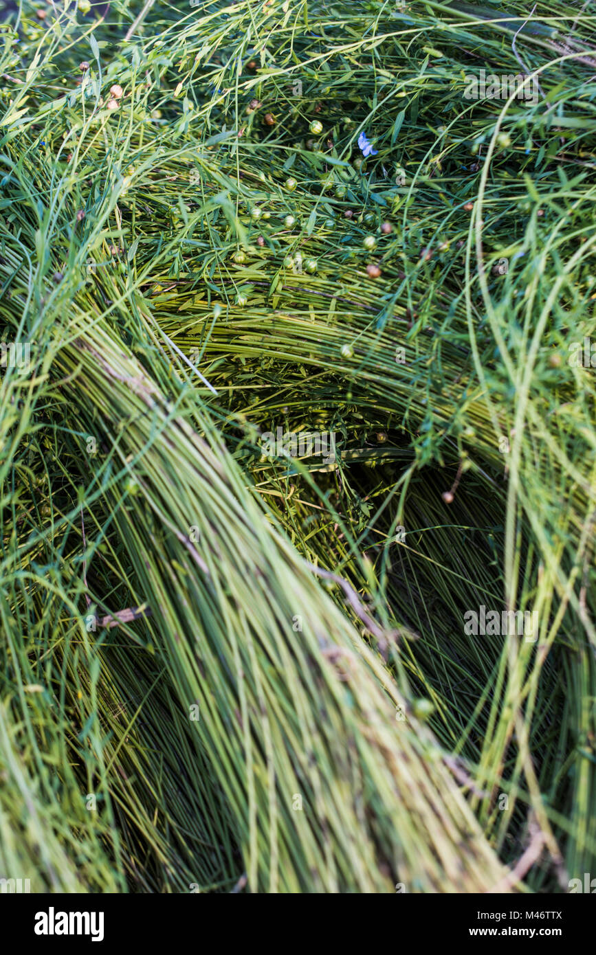 Harvested flax being collected in the back of a farm truck. Stock Photo