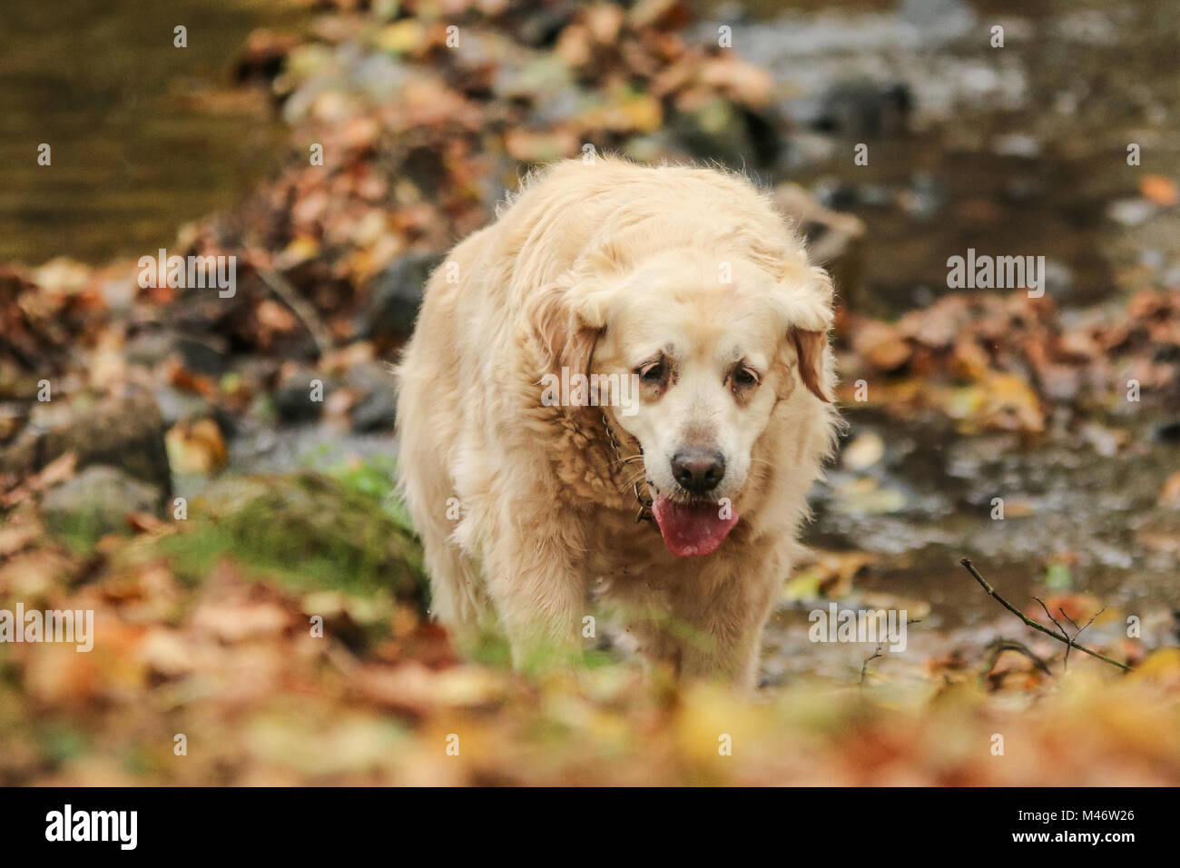 A picture of the old Labrador retriever dog. She is tired, looks sad, but inside she is happy to be outside. Stock Photo