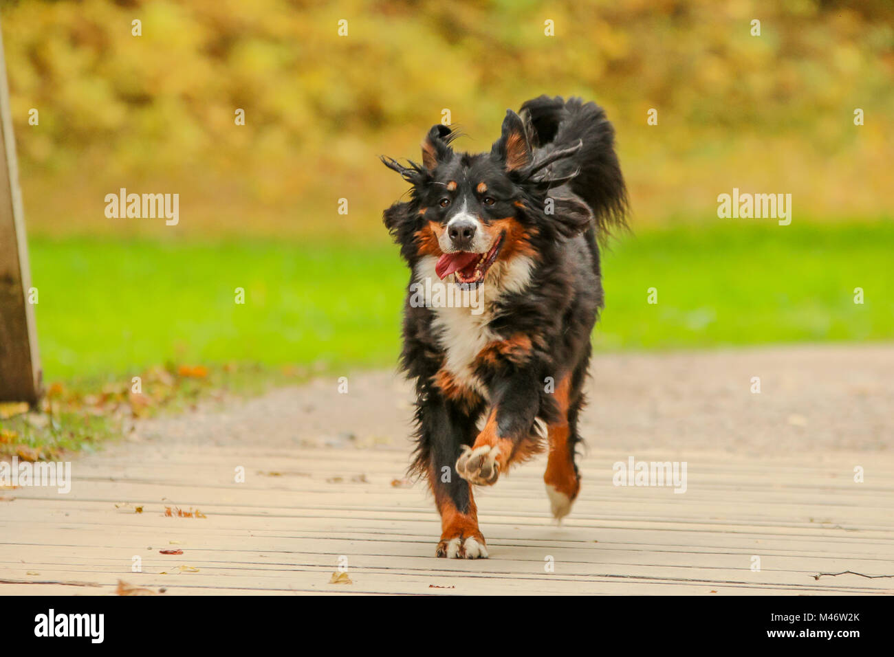 A picture of the happy adult Bernese Mountain Dog, running on the wooden bridge Stock Photo Alamy