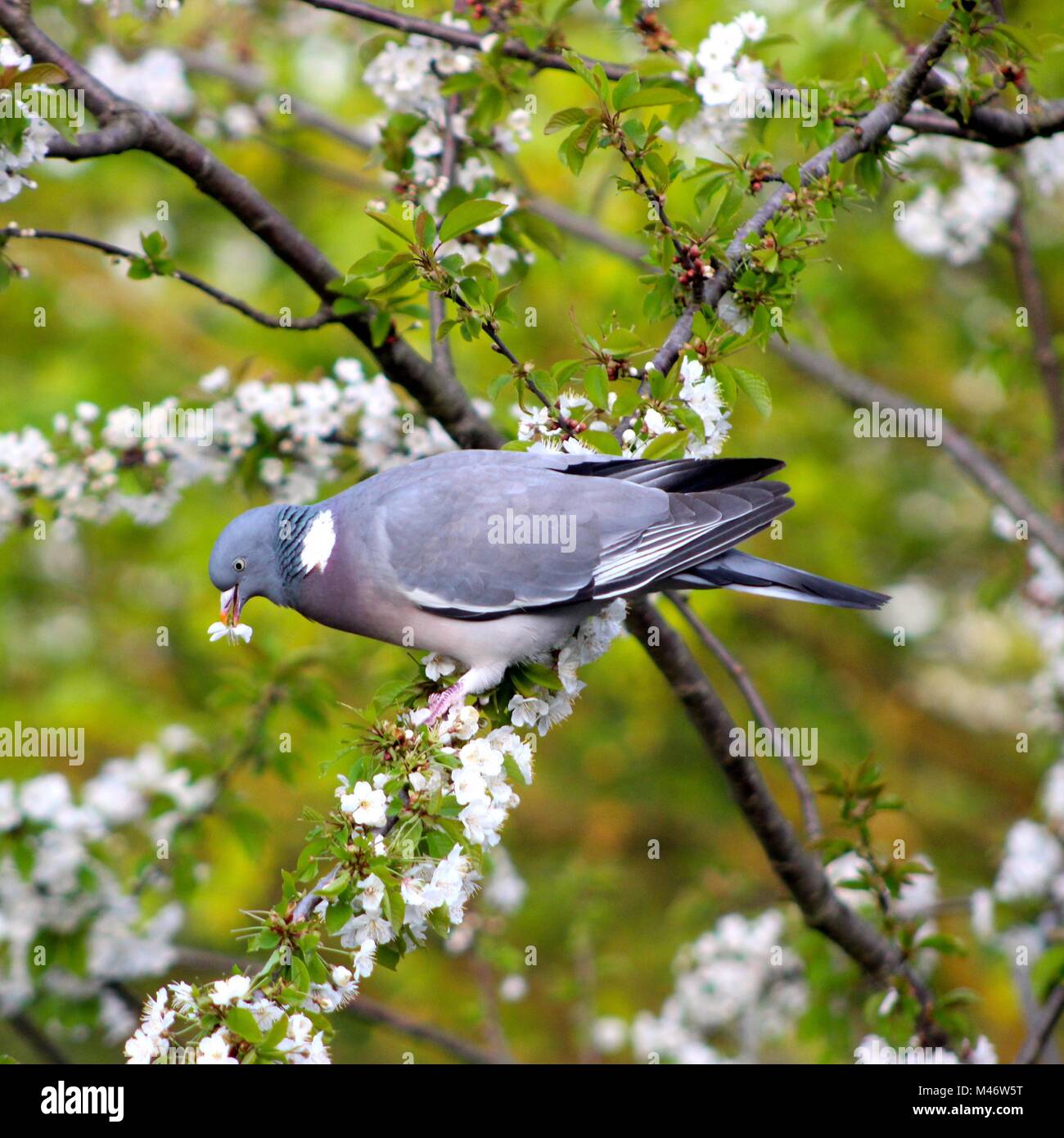 Wood Pigeon Eating White Cherry Blossom Stock Photo Alamy