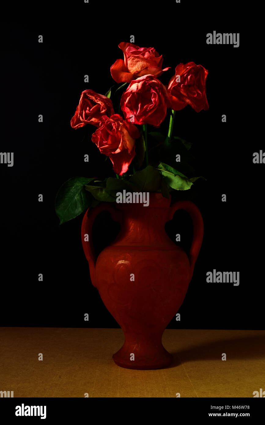 Five dying roses in a terracotta vase against a black background Stock