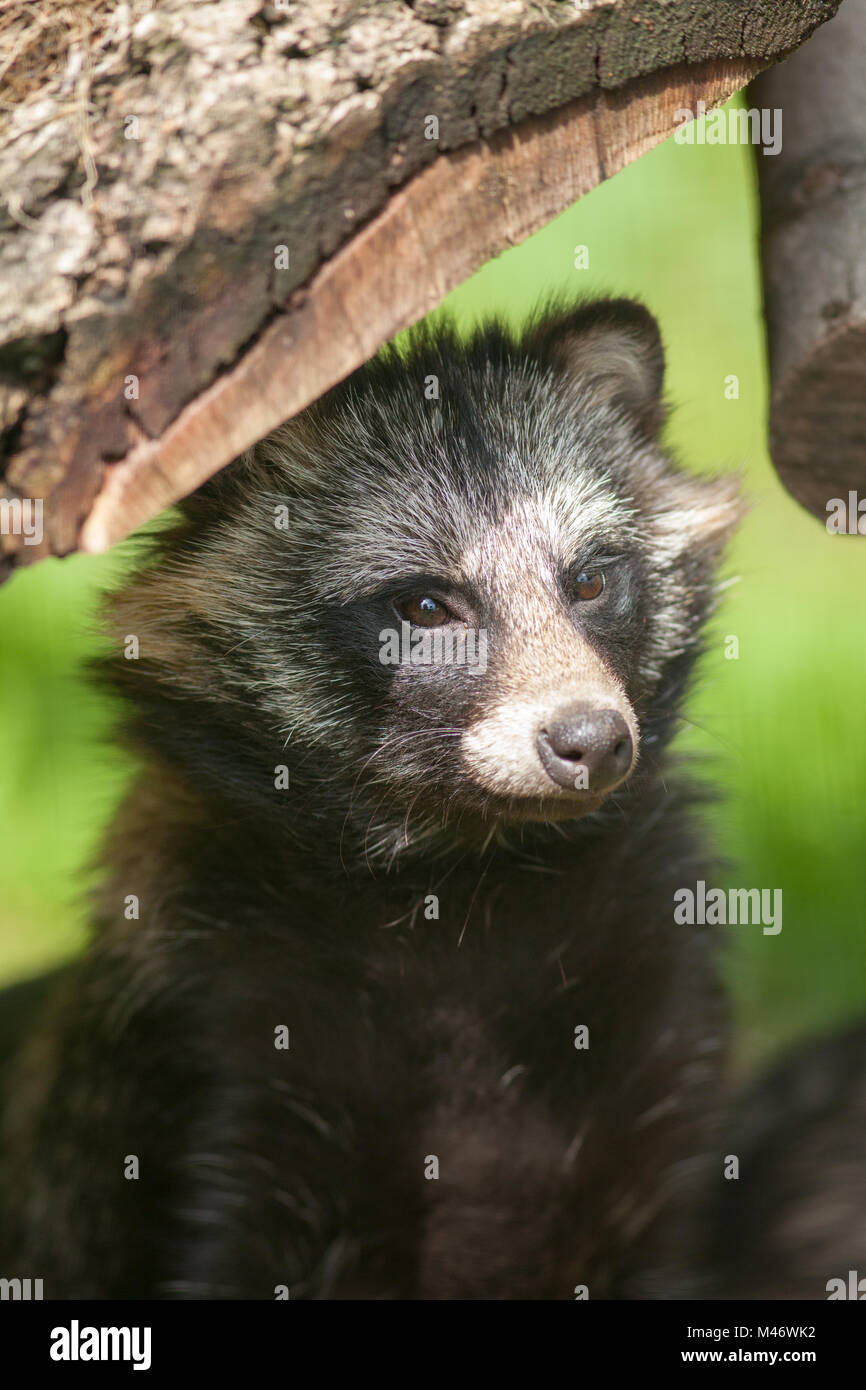 Raccoon Dog (Nyctereutes procyonoides).  Thrigby Hall Willdlife Gardens. 2017. Stock Photo