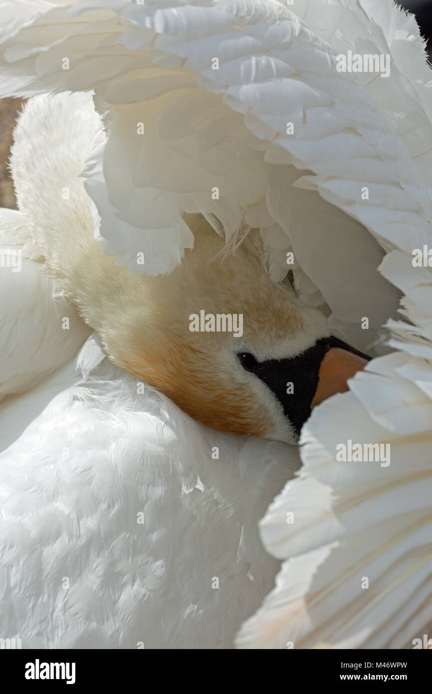 Mute Swan (Cygnus olor). Preening plumage under right wing. Secondary feathers above, primaries below. Head with neck twisting around and reaching und Stock Photo