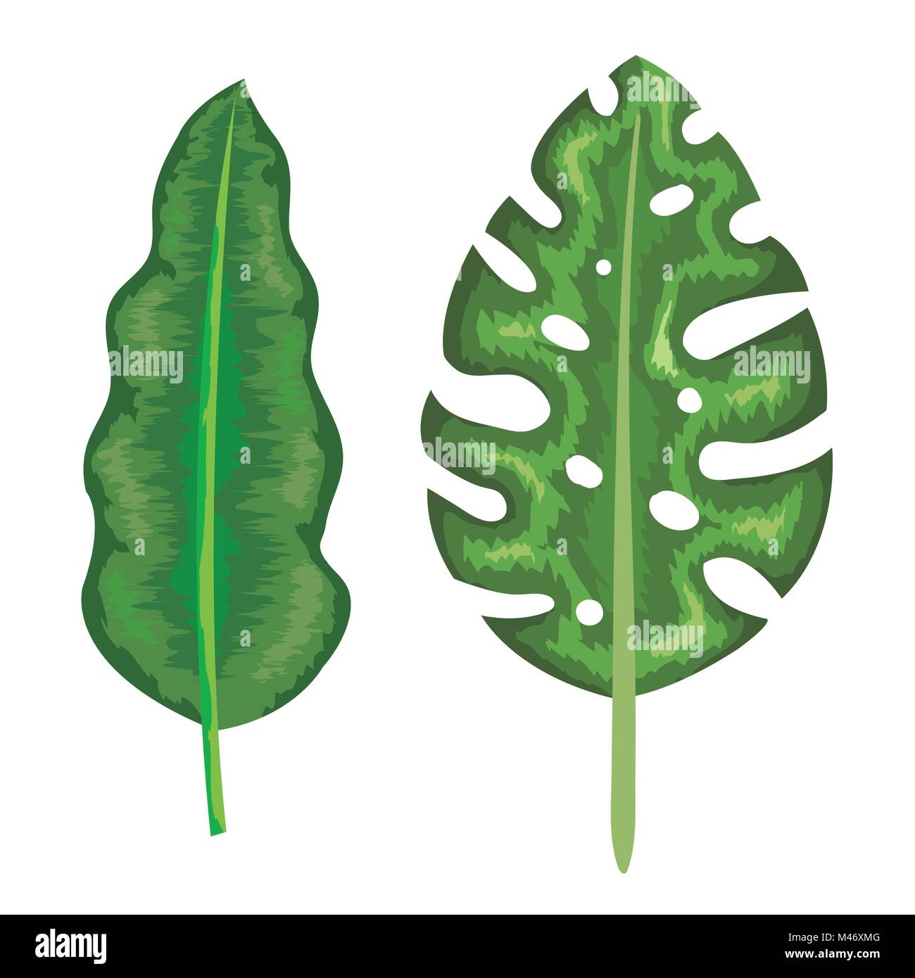 tropical and exotic palms leafs vector illustration design Stock Vector ...