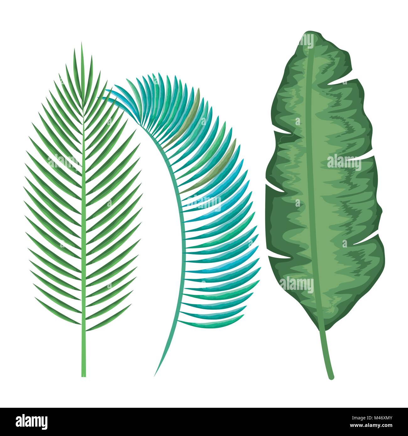 tropical and exotic palms leafs vector illustration design Stock Vector ...