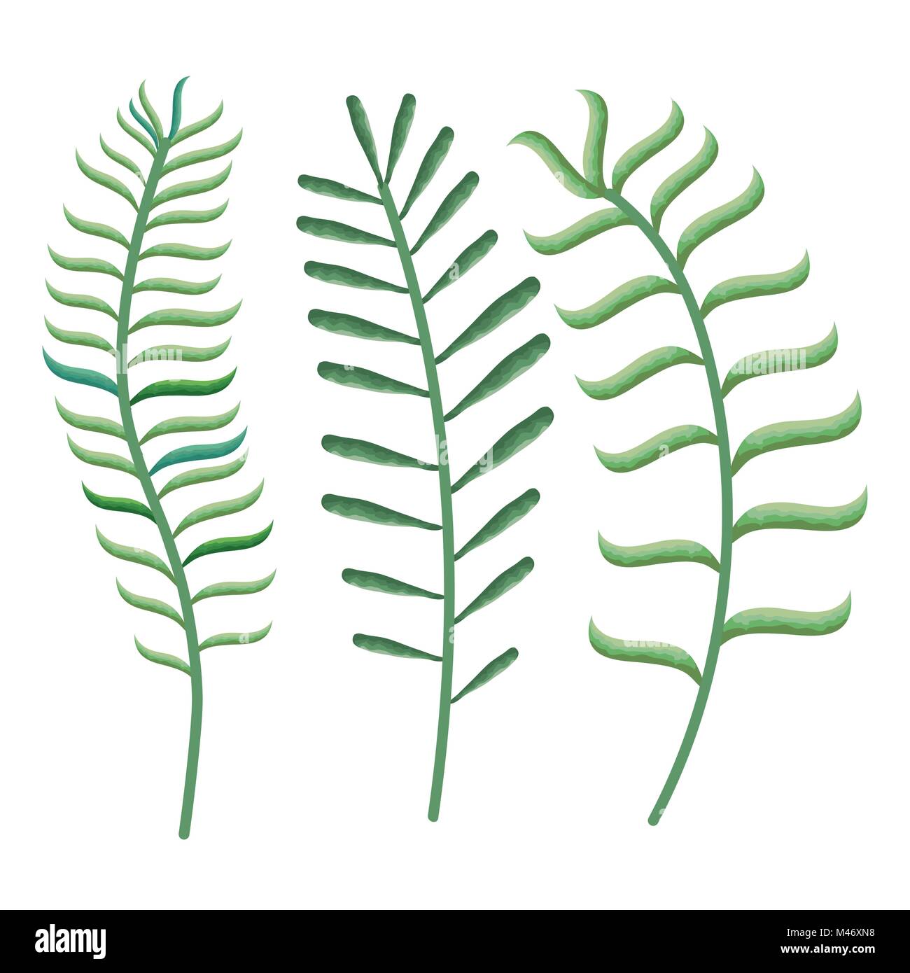 tropical and exotic palms leafs vector illustration design Stock Vector ...