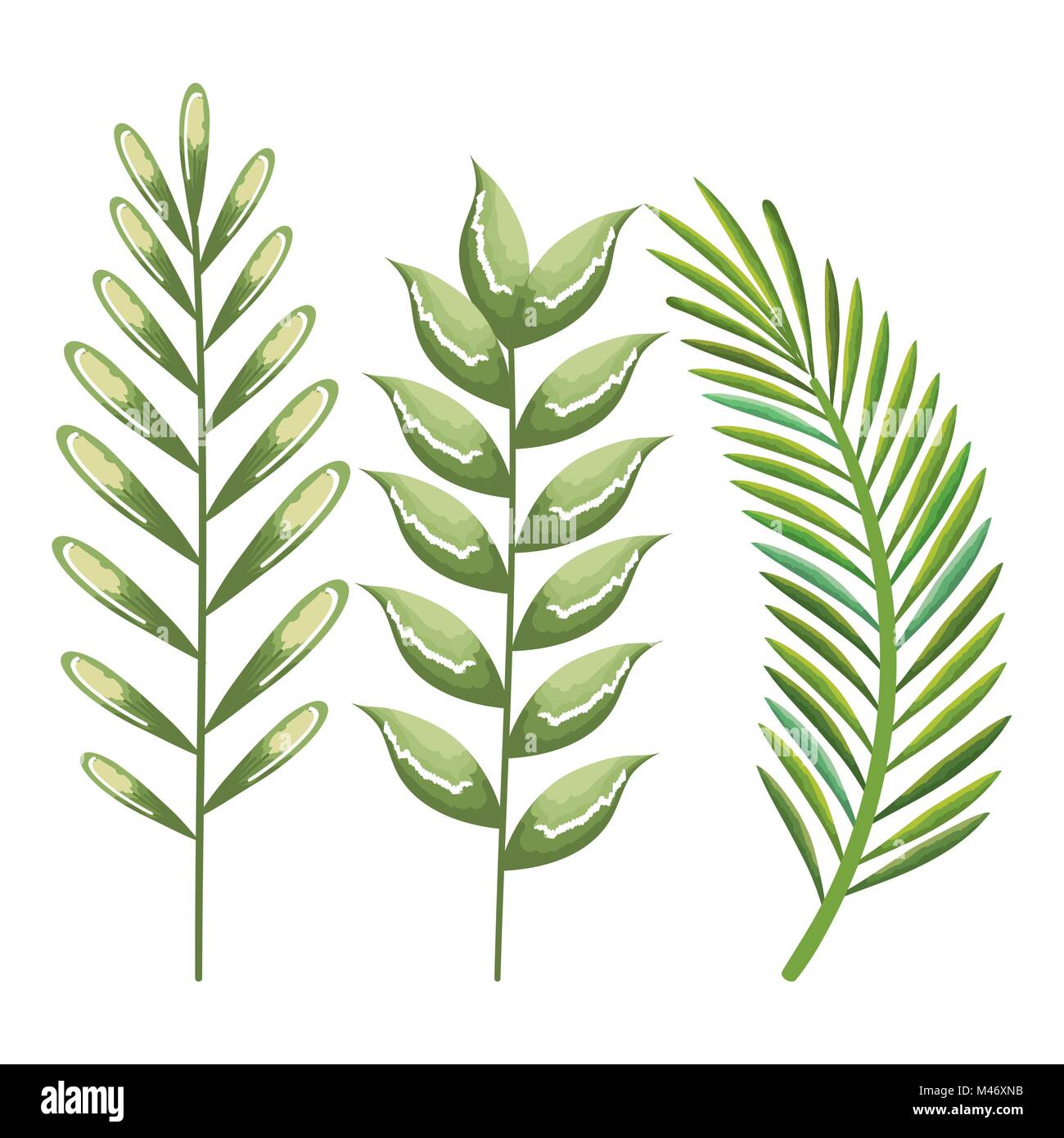 tropical and exotic palms leafs vector illustration design Stock Vector ...