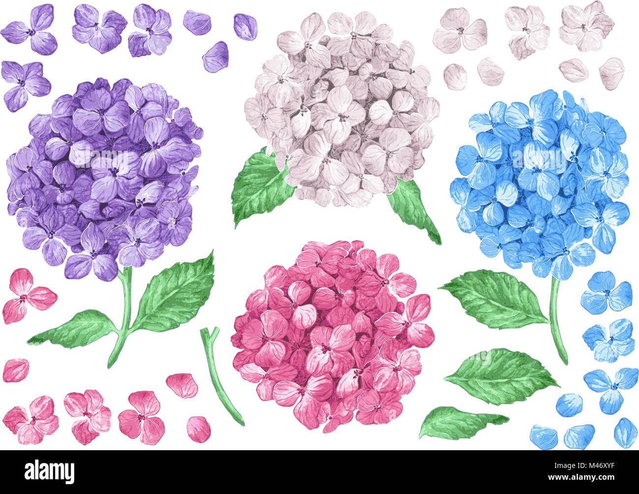 Set collection of Lilac hydrangea flowers, leaves, petals isolated on white background. Watercolor style. Editable elements. Stock Vector
