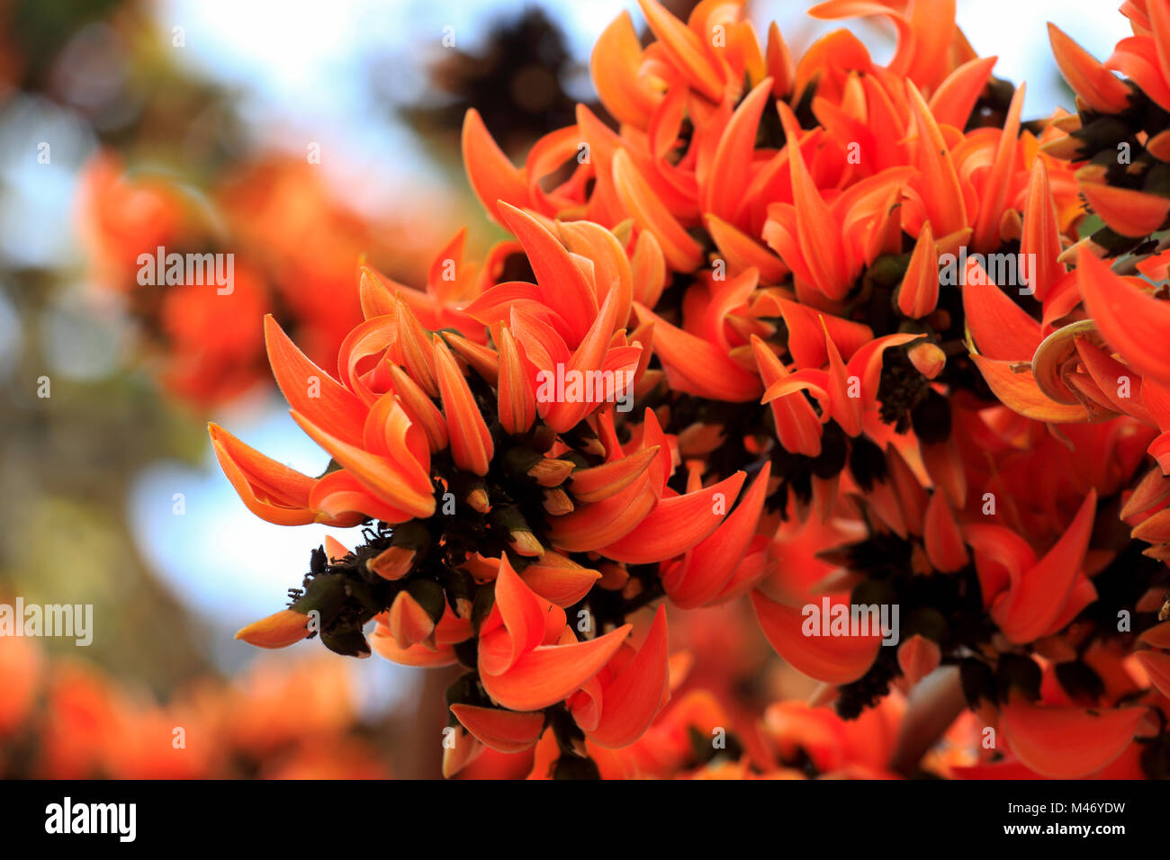 Palash flower hi-res stock photography and images - Alamy