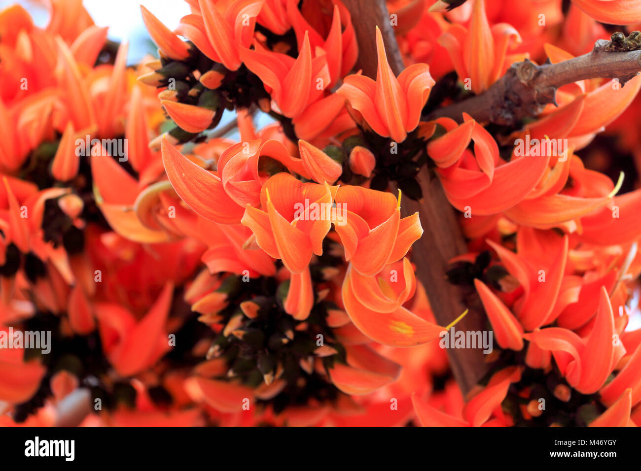 Palash Stock Photos & Palash Stock Images - Alamy