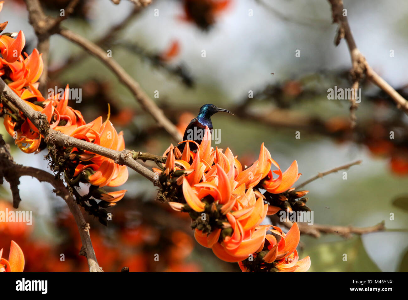 A Purple-throated Sunbird, rests on a branch of a Palash tree in full bloom just beside the Central Shaheed Minar on the Dhaka, Bangladesh Stock Photo