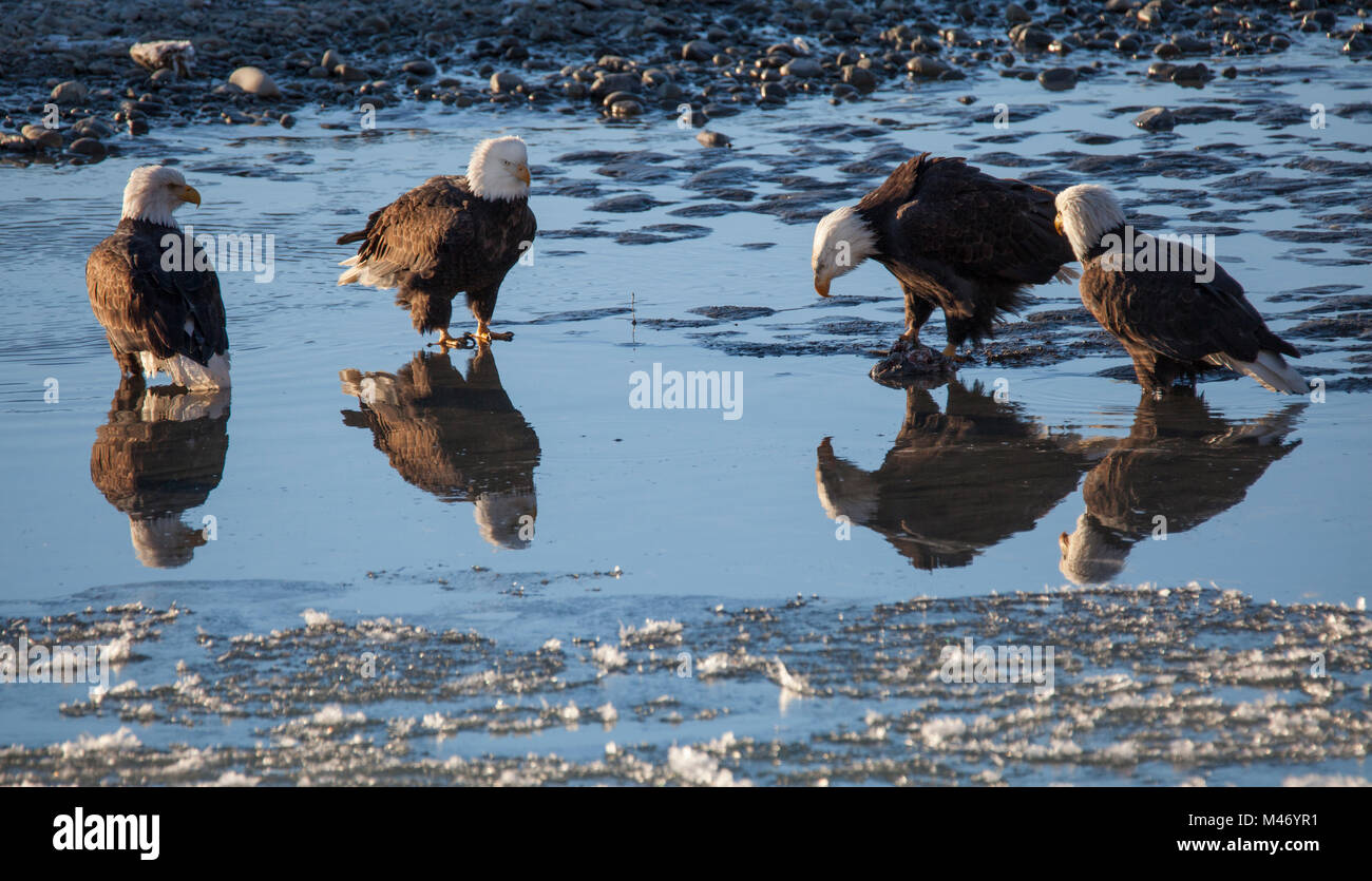 Four bald eagles hanging out in shallow water in the Chilkat Bald Eagle
