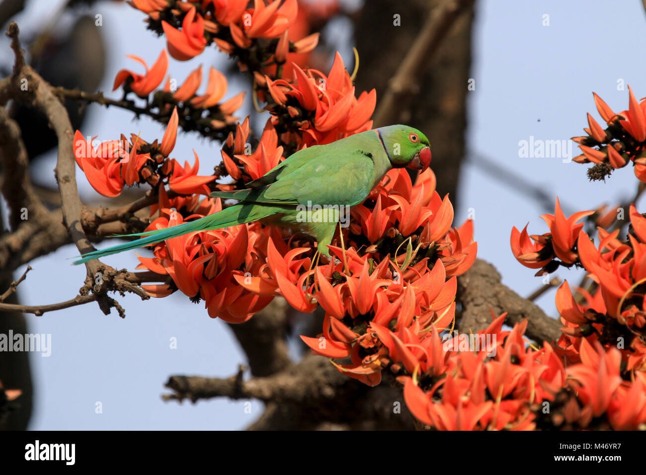 Polash High Resolution Stock Photography and Images - Alamy