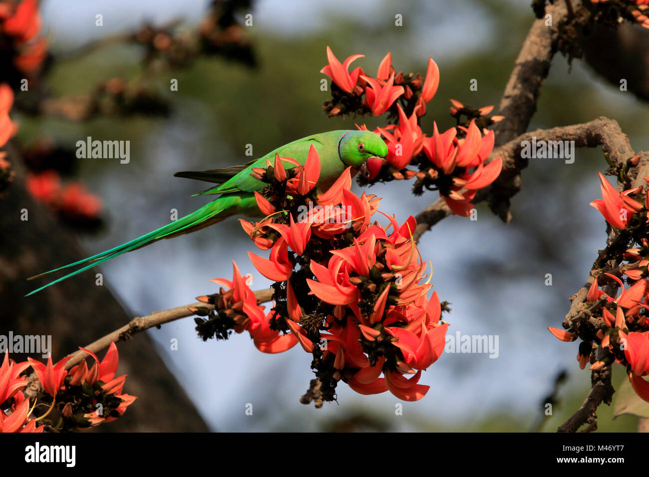 Polash High Resolution Stock Photography and Images - Alamy