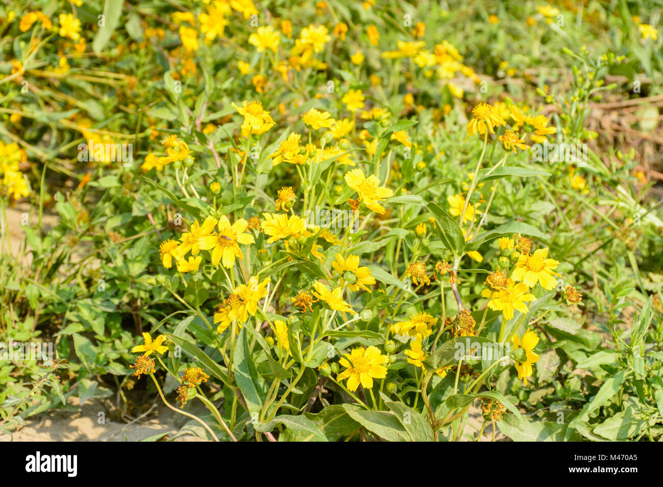 photo of guizotia flower, it can also be used for oil production Stock Photo
