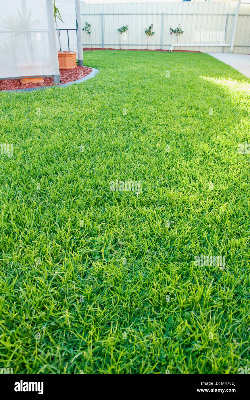 HEALTHY GARDEN LAWN LEADING TO BACK FENCE OF PROPERTY IN SOUTH AUSTRALIA. Stock Photo