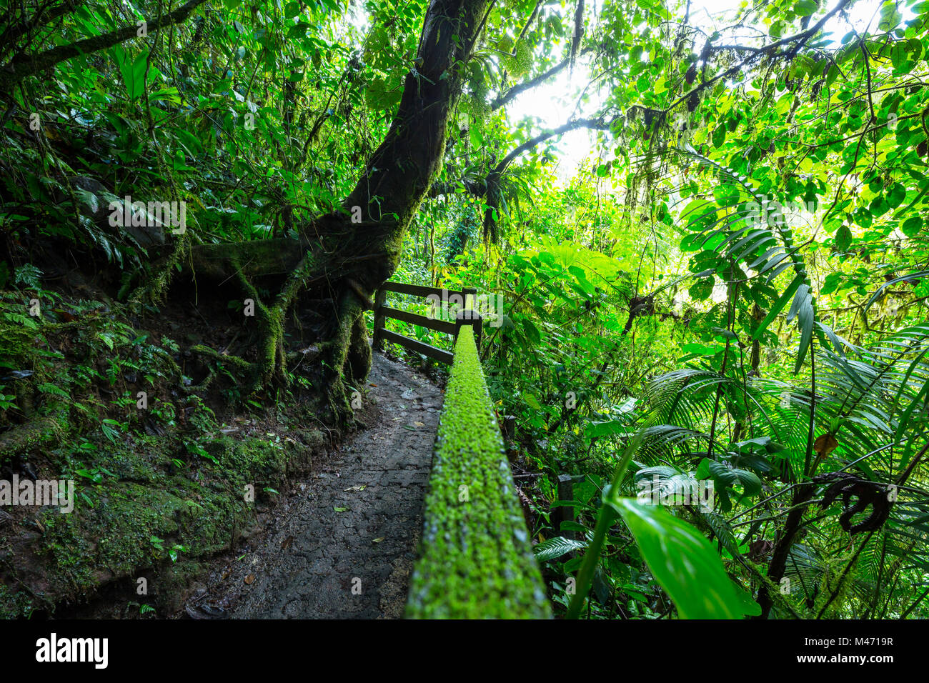 Amazon rainforest canopy fern hi-res stock photography and images - Alamy