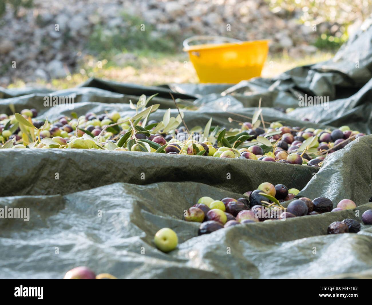 Harvesting olives on sunny day in Croatia Stock Photo