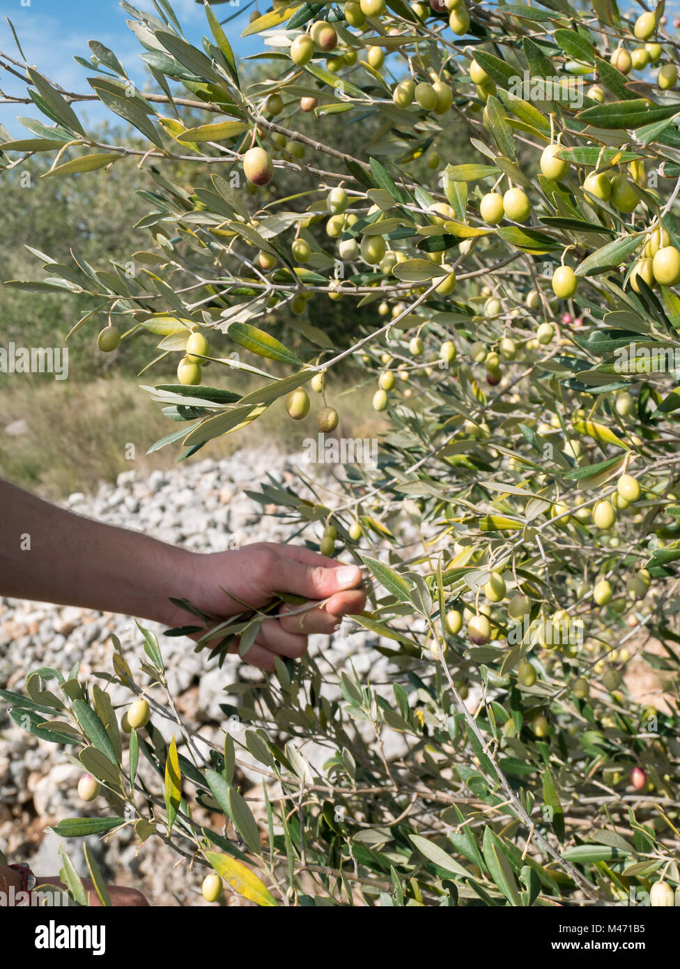 Harvesting olives on sunny day close up Stock Photo