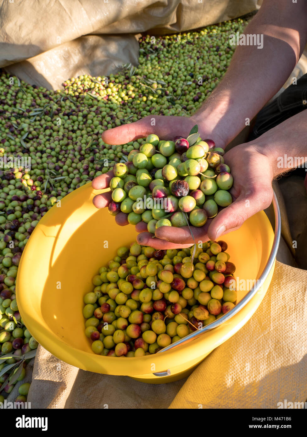 2,170 Ripe Olives Stock Photos, High-Res Pictures, and Images