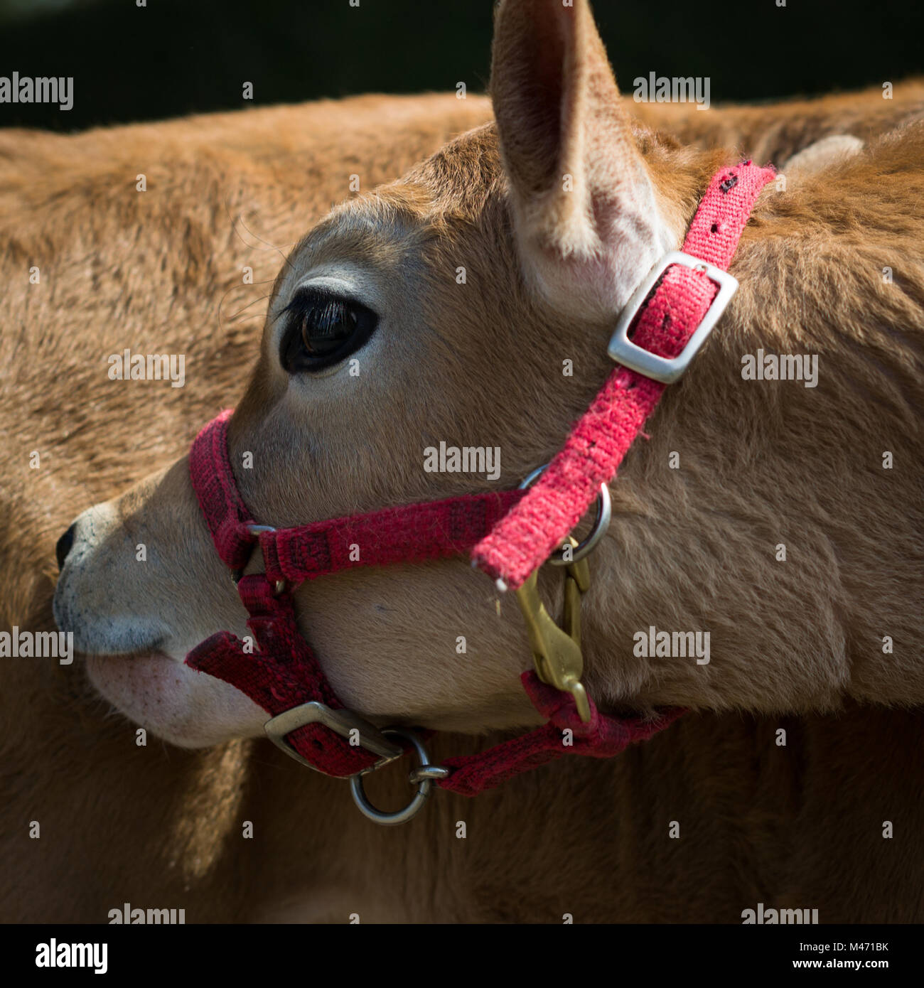 Heifer, Pink Harness Stock Photo