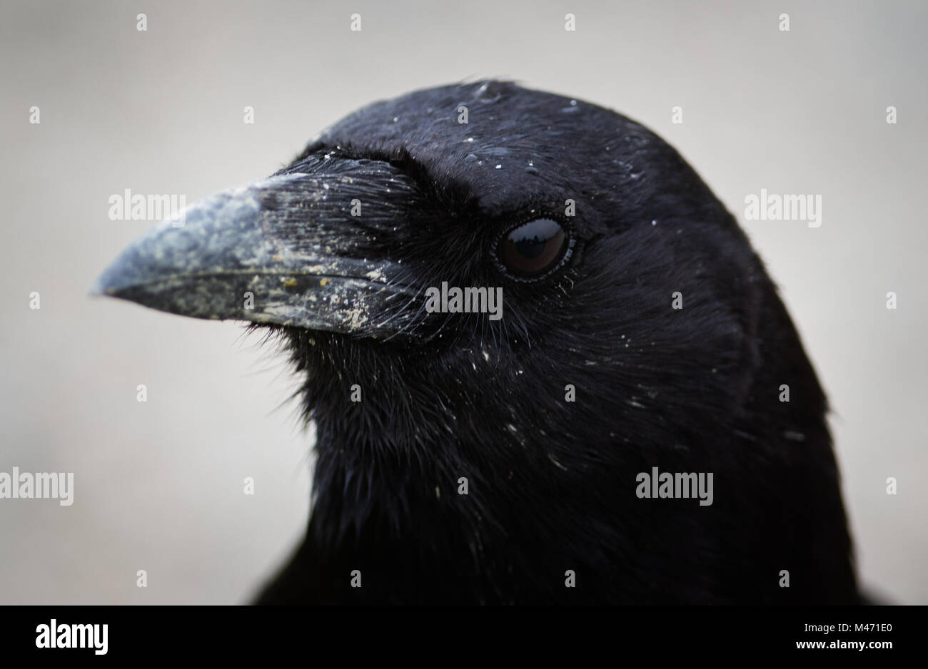 Northwestern Crow Closeup Stock Photo