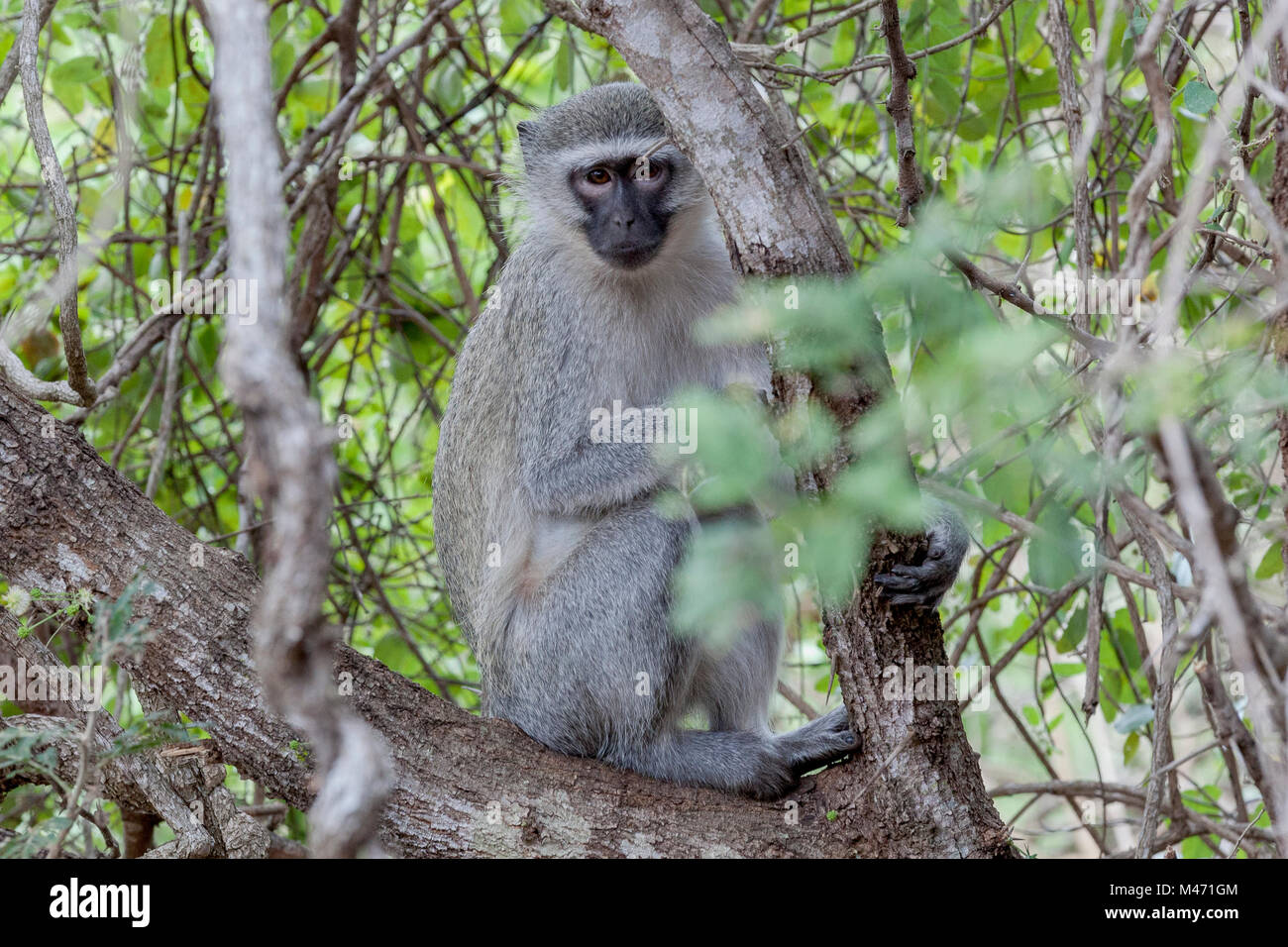 A cute monkey in Kruger National Park, South Africa Stock Photo