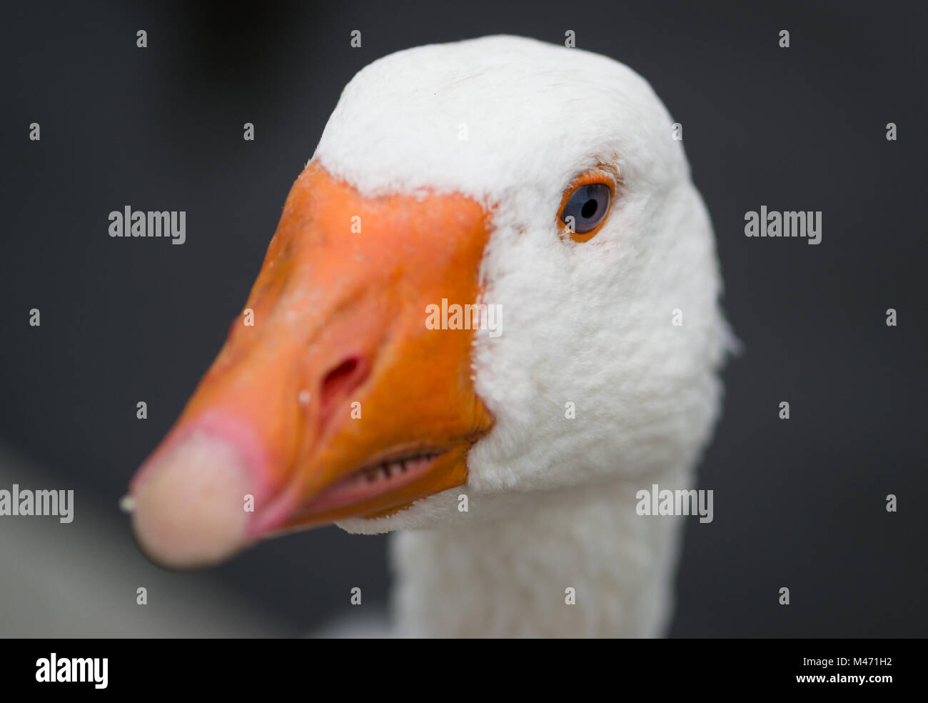 Goose Headshot Stock Photo