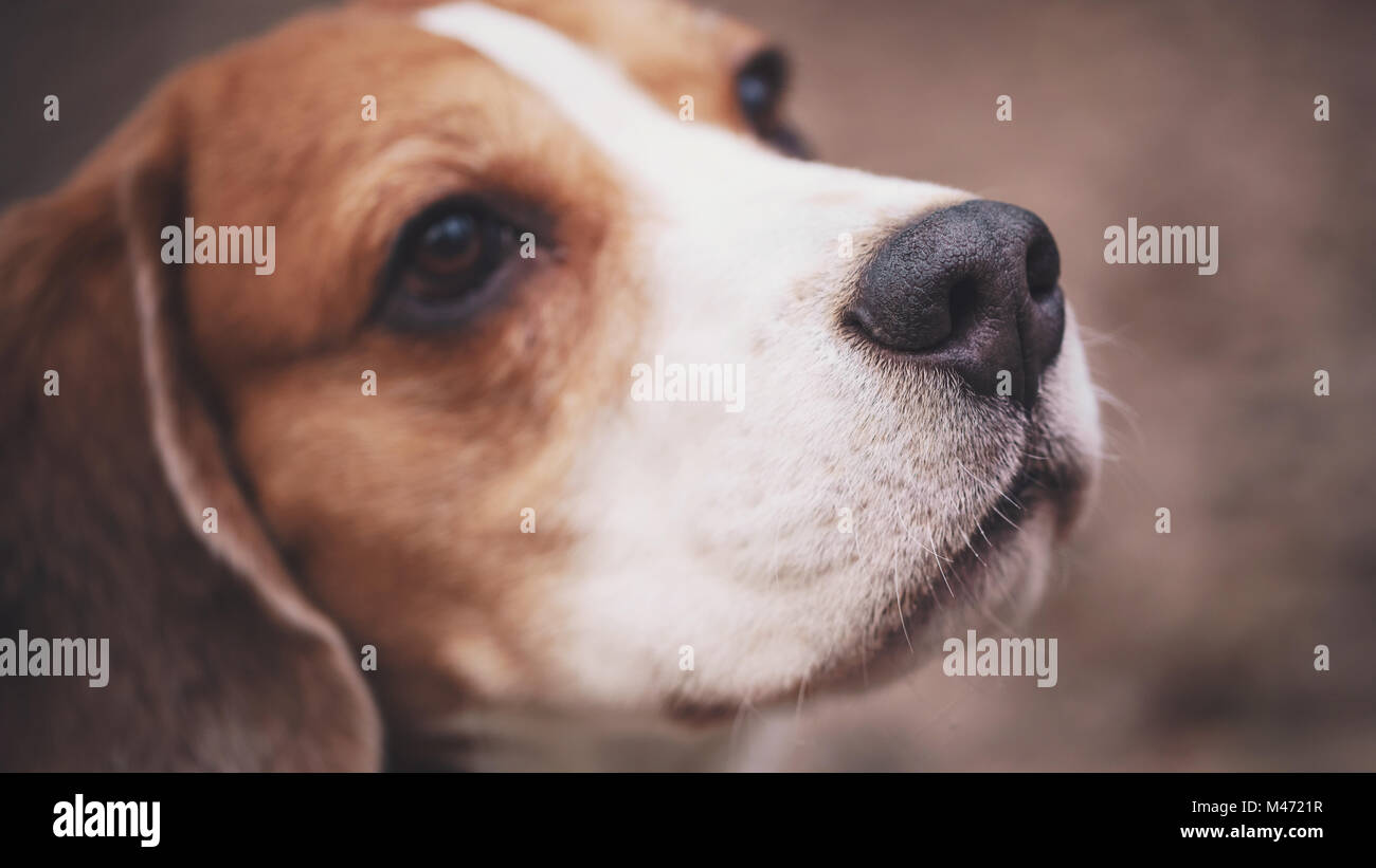 closeup portrait of tricolor beagle dog Stock Photo