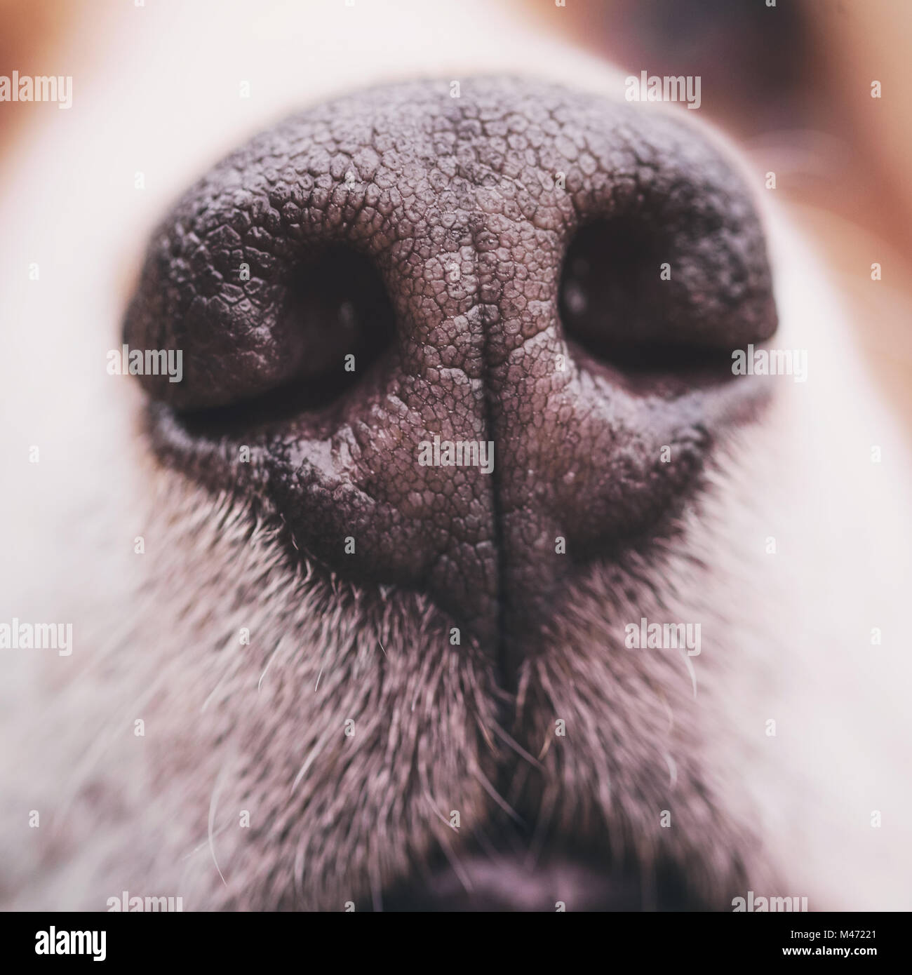 closeup of nose of beagle dog Stock Photo