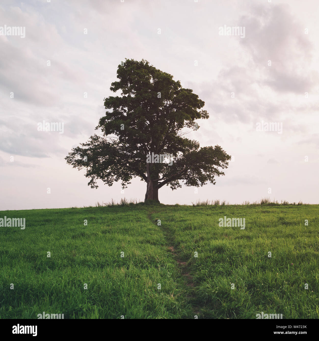 oak and maple grow together on green field in sunset Stock Photo - Alamy