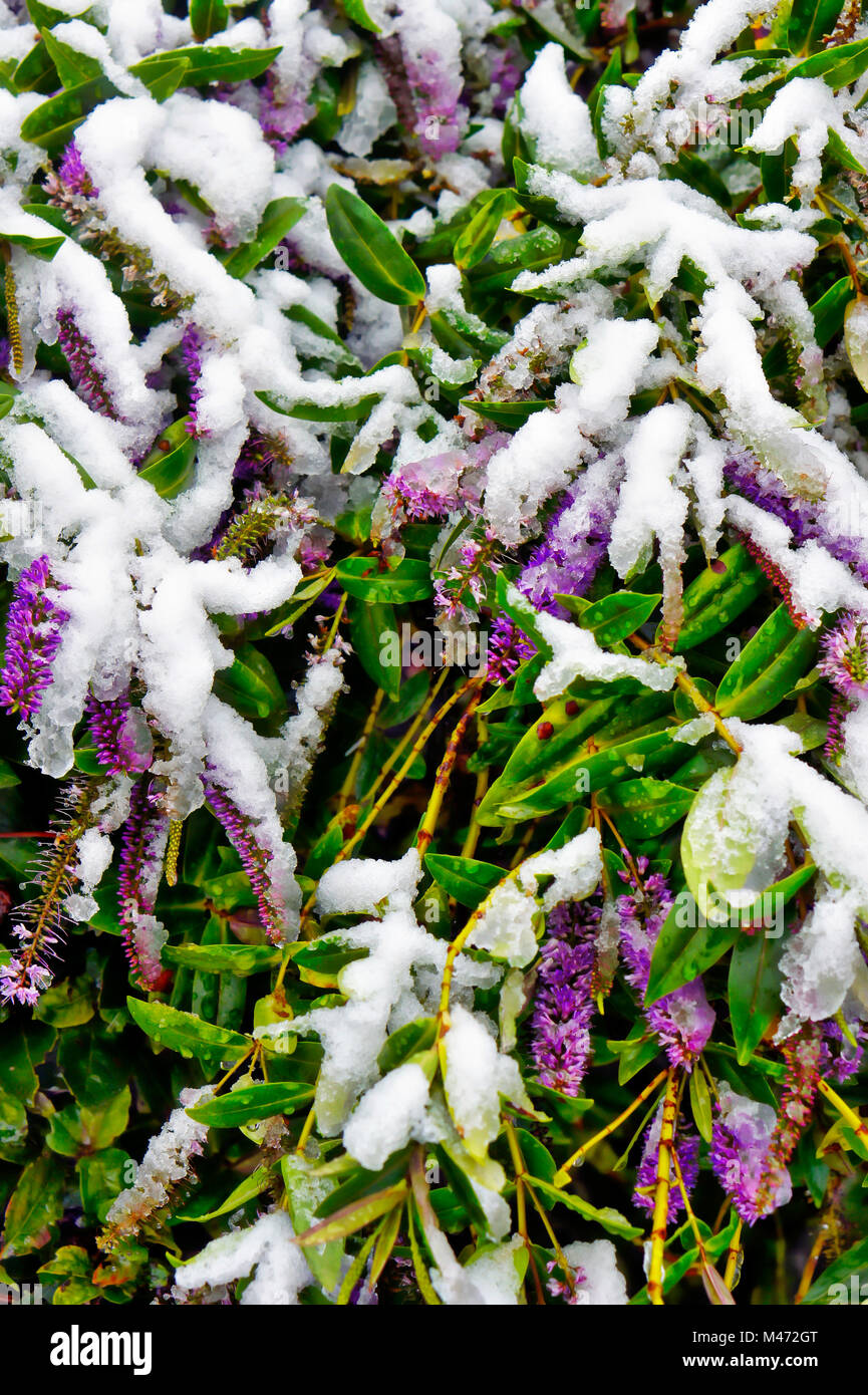 Part of a purple hebe plant with fresh snow Stock Photo